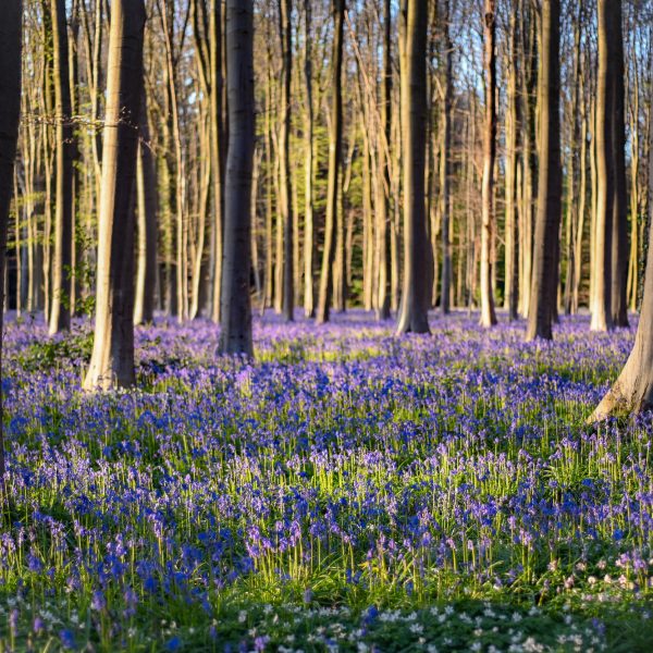 Bois de Hal, à quelques pas d'ici