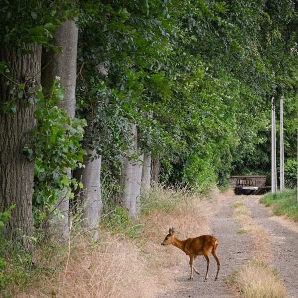 Chevreuil au Domaine de la Faisanderie