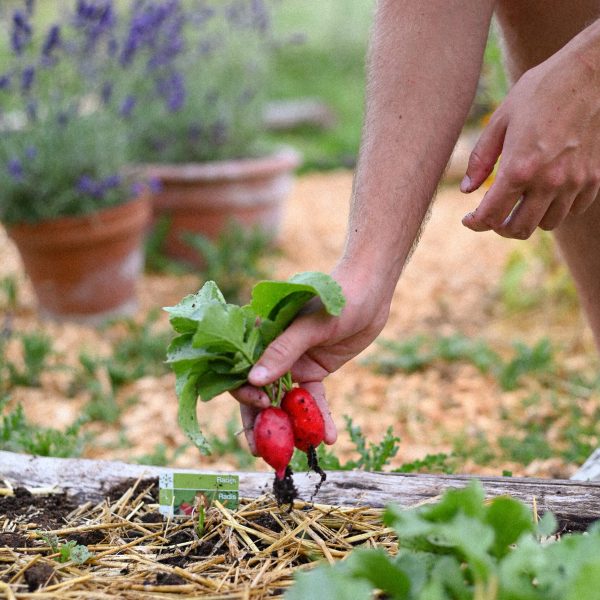 Potager du Domaine de la Faisanderie